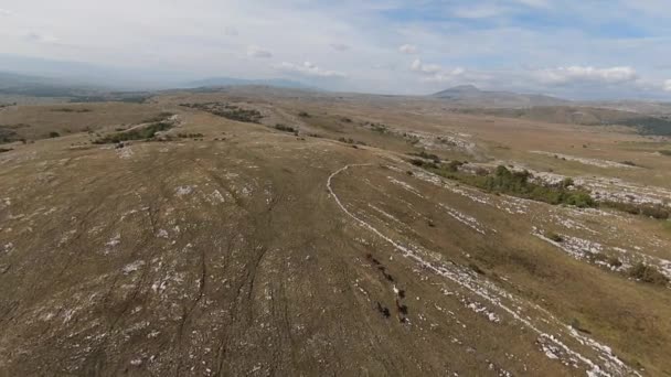 Luchtfoto FPV Drone Vliegen met een grote kudde wilde paarden galoppeert snel over steppe — Stockvideo