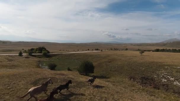 Drone FPV Aérien Volant avec un grand troupeau de chevaux sauvages galopant rapidement à travers la steppe — Video