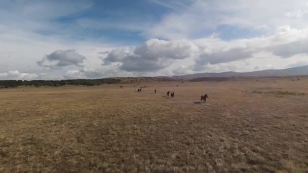 Drone aéreo FPV Voando com uma grande manada de cavalos selvagens galopando rápido através da estepe — Vídeo de Stock