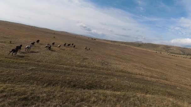 Luchtfoto FPV Drone Vliegen met een grote kudde wilde paarden galoppeert snel over steppe — Stockvideo