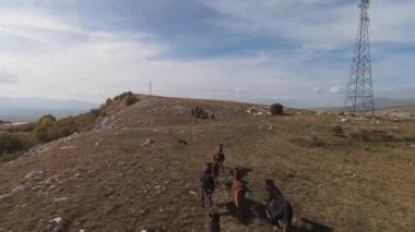 FPV İHA 'sı bozkırda dört nala koşan büyük bir vahşi at sürüsüyle uçuyor.