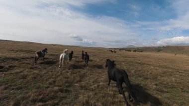 FPV İHA 'sı bozkırda dört nala koşan büyük bir vahşi at sürüsüyle uçuyor.