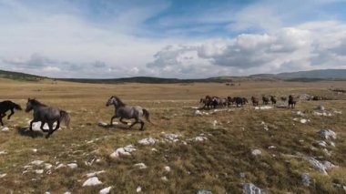 FPV İHA 'sı bozkırda dört nala koşan büyük bir vahşi at sürüsüyle uçuyor.
