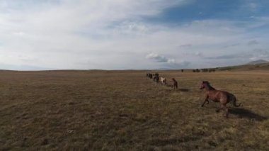 FPV İHA 'sı bozkırda dört nala koşan büyük bir vahşi at sürüsüyle uçuyor.