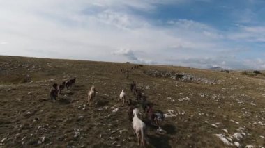 FPV İHA 'sı bozkırda dört nala koşan büyük bir vahşi at sürüsüyle uçuyor.