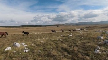 FPV İHA 'sı bozkırda dört nala koşan büyük bir vahşi at sürüsüyle uçuyor.