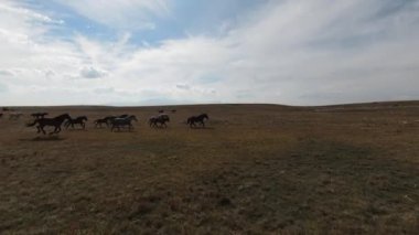 FPV İHA 'sı bozkırda dört nala koşan büyük bir vahşi at sürüsüyle uçuyor.