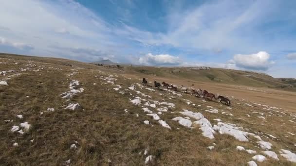 空中FPV无人机载着一大群野马疾驰而过草原 — 图库视频影像