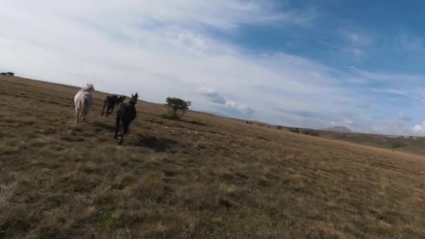 Lotnicze drony FPV Latające z dużym stadem dzikich koni galopujących szybko po stepie — Wideo stockowe