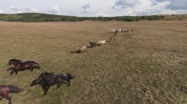 FPV İHA 'sı bozkırda dört nala koşan büyük bir vahşi at sürüsüyle uçuyor.