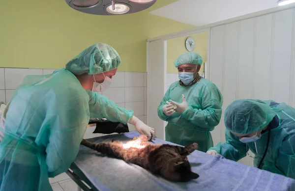 Πραγματική Εγχείρηση Κοιλιάς Γάτα Νοσοκομειακό Περιβάλλον Υψηλής Ποιότητας Φωτογραφία — Φωτογραφία Αρχείου