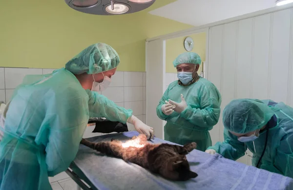 Real Abdominal Surgery Cat Hospital Setting High Quality Photo — Stock Photo, Image