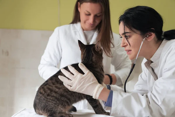 Veterinärteam För Behandling Sjuka Katter Upprätthålla Djurhälsa Koncept Kontrollera Härd — Stockfoto