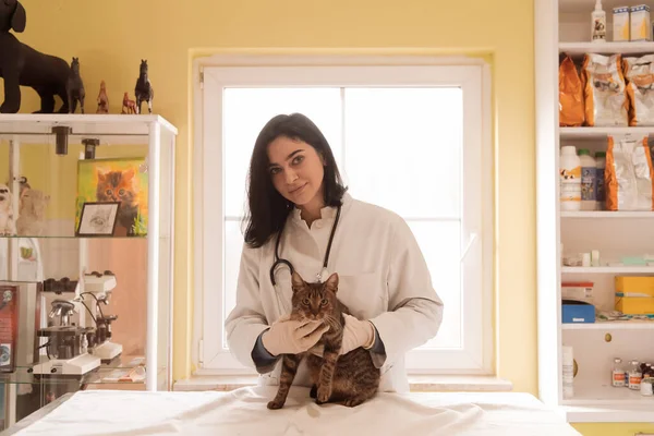 Clínica Veterinaria Retrato Médico Femenino Hospital Animales Sosteniendo Lindo Gato — Foto de Stock