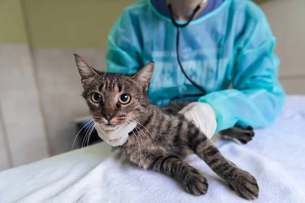 Veterinary team for treating sick cats, Maintain animal health Concept, checking hearth with stethoscope, animal hospital. Preparing cat for surgery by giving the injection. High quality photo