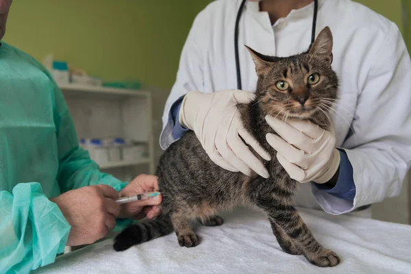 Veterinair Team Voor Behandeling Van Zieke Katten Behoud Van Diergezondheid — Stockfoto