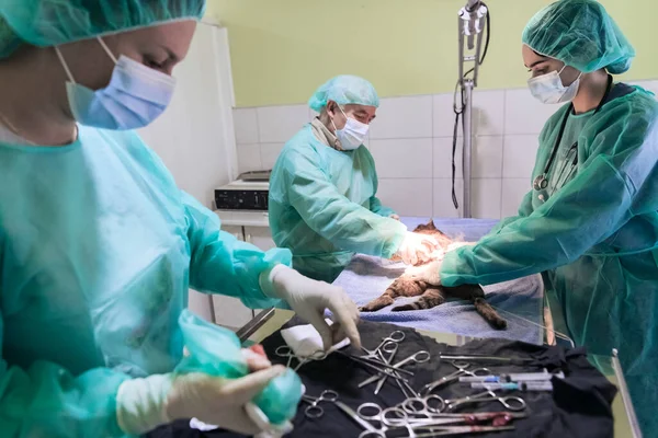 Cirugía Abdominal Real Gato Hospital Foto Alta Calidad —  Fotos de Stock