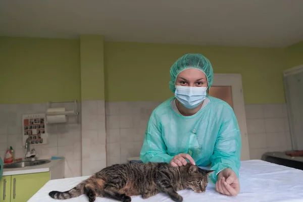 Clínica Veterinária Médico Fêmea Hospital Animal Sala Cirurgia Gato Doente — Fotografia de Stock