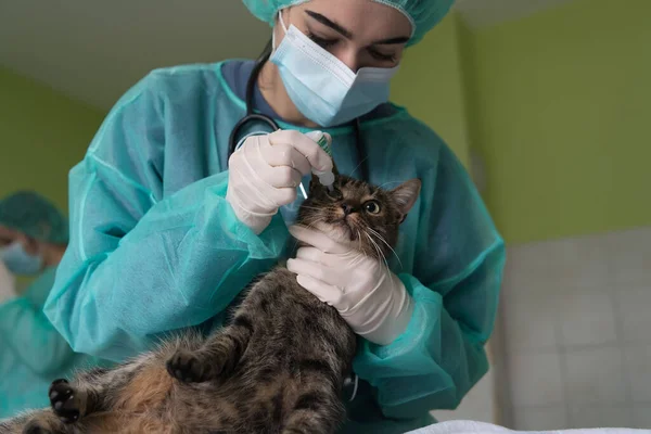 Veterinärkliniken Kvinna Kirurg Eller Läkare Djursjukhuset Förbereda Söt Sjuk Katt — Stockfoto