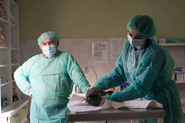 Veterinair Team Voor Behandeling Van Zieke Katten Onderhoud Diergezondheid Concept — Stockfoto