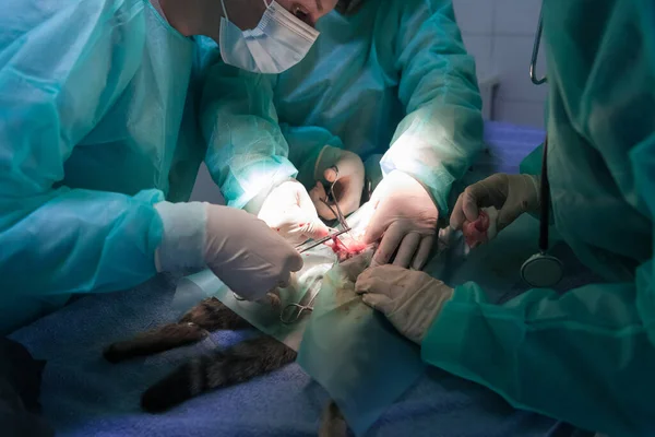 병원에 고양이한테 수술을 고품질 — 스톡 사진