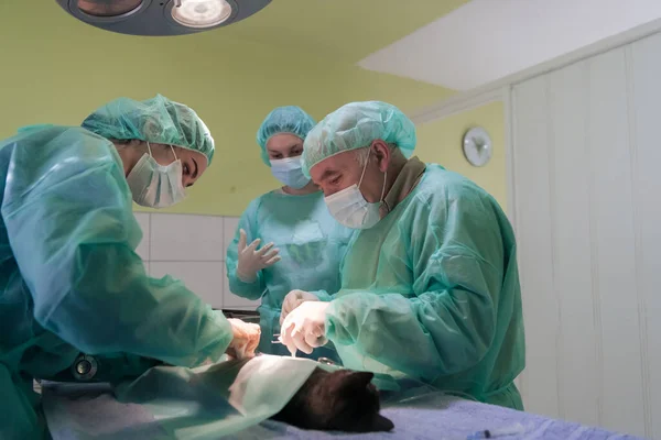 Cirurgia Abdominal Real Gato Ambiente Hospitalar Foto Alta Qualidade — Fotografia de Stock