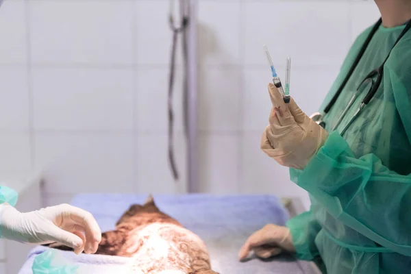 외과의사와 수의사들은 병원에서 고양이에게 수술을 고품질 — 스톡 사진