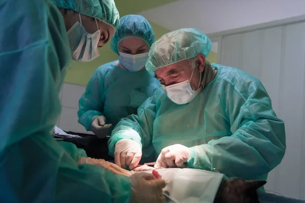 Настоящая Операция Животе Кошки Больнице Высокое Качество Фото — стоковое фото