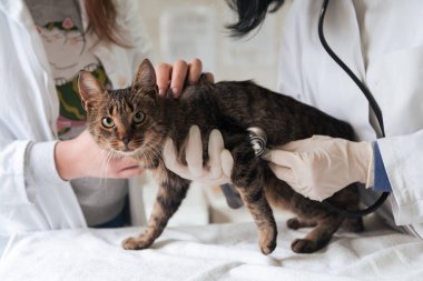 Hasta kedileri tedavi etmek için veteriner ekibi hayvan sağlığı konseptini koruyup ocağı stetoskopla, hayvan hastanesiyle kontrol ediyorlar. İğneyi yaparak kediyi ameliyata hazırlıyorum. Yüksek kalite fotoğraf