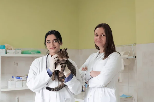 Veterinärteam För Behandling Sjuka Katter Upprätthålla Djurhälsa Koncept Kontrollera Härd — Stockfoto