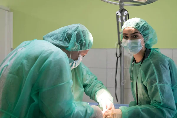 Real Abdominal Surgery Cat Hospital Setting High Quality Photo — Stock Photo, Image