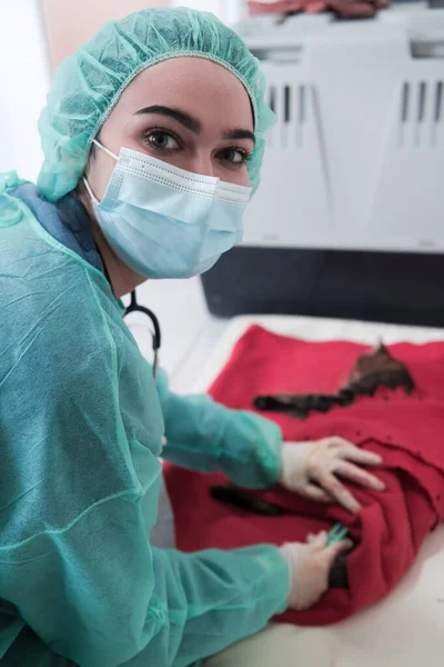 Veterinarian Measuring Temperature Little Kitten Sterilization Castration Surgery High Quality — Stock Photo, Image