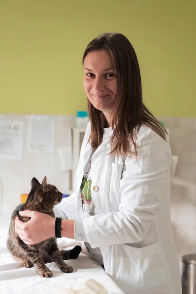 Veterinärkliniken Kvinnlig Läkare Porträtt Djursjukhuset Med Söt Sjuk Katt Redo — Stockfoto