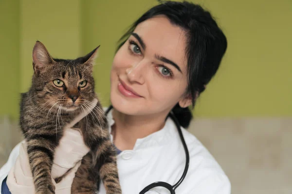 Veterinärkliniken Kvinnlig Läkare Porträtt Djursjukhuset Med Söt Sjuk Katt Redo — Stockfoto