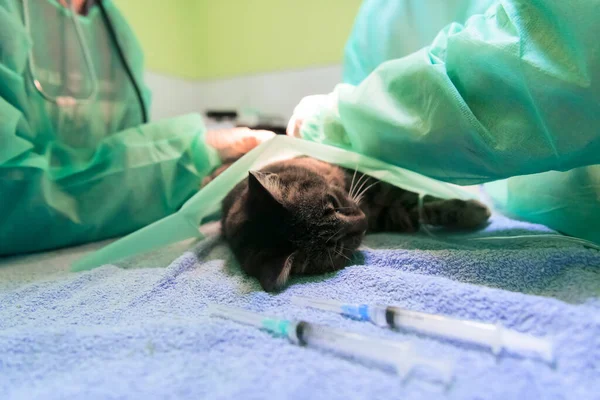 Real Abdominal Surgery Cat Hospital Setting High Quality Photo — Stock Photo, Image