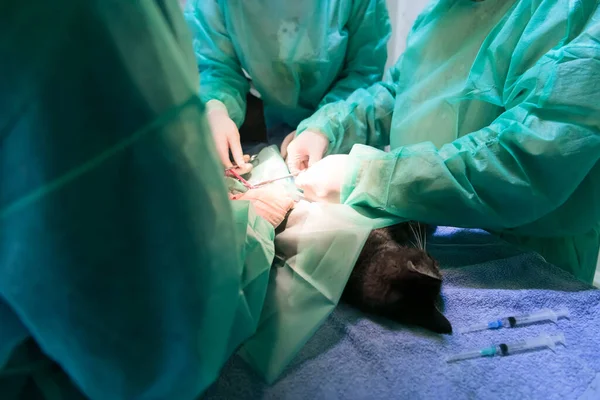 Real Abdominal Surgery Cat Hospital Setting High Quality Photo — Stock Photo, Image