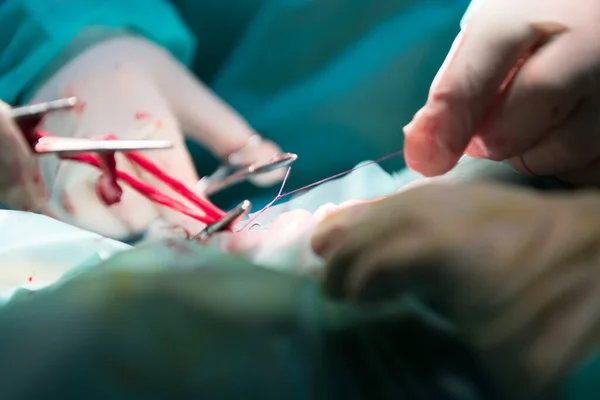 Een Chirurg Dierenartsen Team Het Uitvoeren Van Castratie Sterilisatie Operatie — Stockfoto