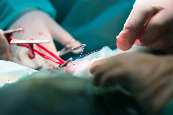 Chirurgo Veterinario Eseguono Operazioni Castrazione Sterilizzazione Gatto Ospedale Animali Foto — Foto Stock