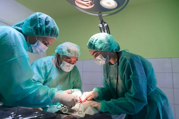 Real Abdominal Surgery Cat Hospital Setting High Quality Photo — Stock Photo, Image