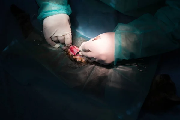 Surgeon Veterinarians Team Performing Castration Sterilization Operation Cat Animal Hospital — Stock Photo, Image