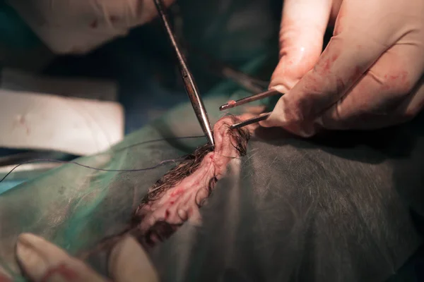 Egy Sebész Állatorvos Csapat Akik Kasztrálást Vagy Sterilizálást Végeznek Egy — Stock Fotó