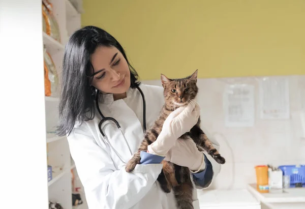 Veterinärkliniken Kvinnlig Läkare Porträtt Djursjukhuset Med Söt Sjuk Katt Redo — Stockfoto