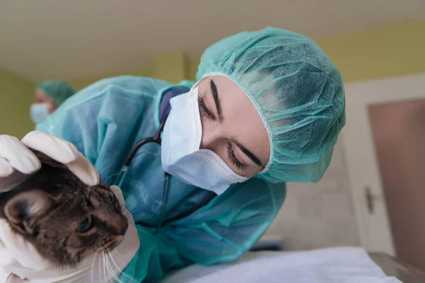 Clínica Veterinaria Una Doctora Hospital Animales Sala Cirugía Gato Enfermo —  Fotos de Stock