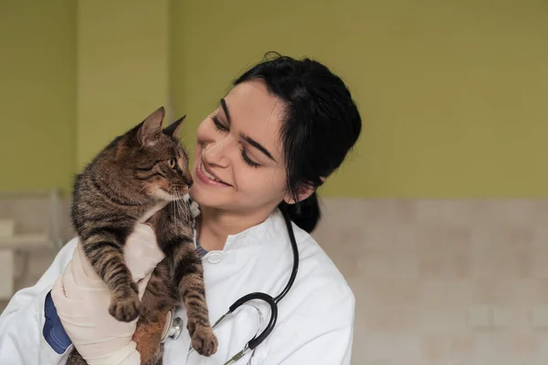 Veterinärkliniken Kvinnlig Läkare Porträtt Djursjukhuset Med Söt Sjuk Katt Redo — Stockfoto