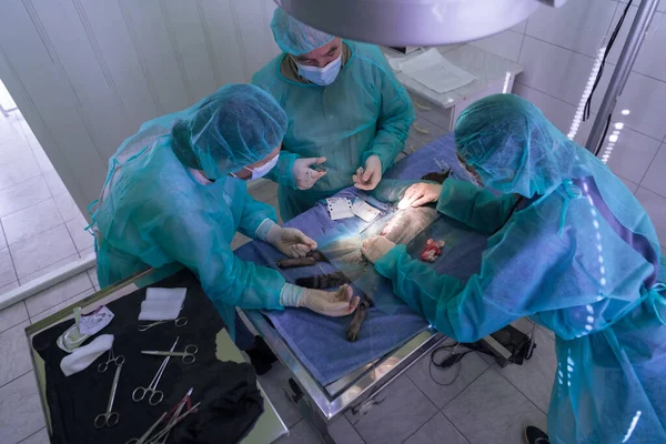 Prawdziwa Operacja Brzucha Kota Szpitalu Wysokiej Jakości Zdjęcie — Zdjęcie stockowe