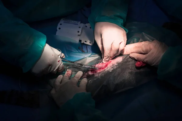 Ομάδα Χειρουργών Και Κτηνιάτρων Που Εκτελεί Εγχείρηση Ευνουχισμού Αποστείρωσης Γάτα — Φωτογραφία Αρχείου