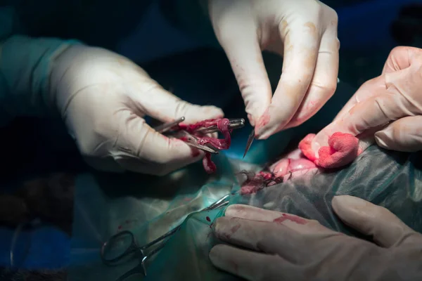 Surgeon Veterinarians Team Performing Castration Sterilization Operation Cat Animal Hospital — Stock Photo, Image