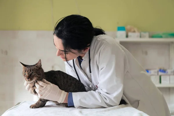 Veterinärkliniken Kvinnlig Läkare Porträtt Djursjukhuset Med Söt Sjuk Katt Redo — Stockfoto