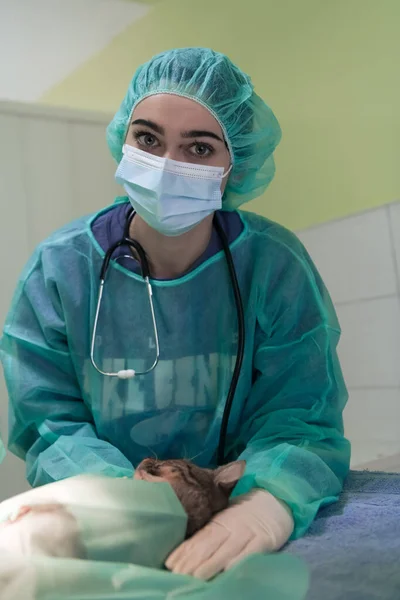 Real Abdominal Surgery Cat Hospital Setting High Quality Photo — Stock Photo, Image