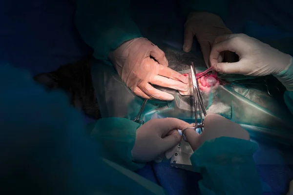 Chirurgo Veterinario Eseguono Operazioni Castrazione Sterilizzazione Gatto Ospedale Animali Foto — Foto Stock